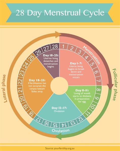 4 phases of menstrual cycle chart