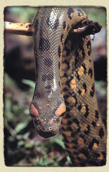 The Beauty Of Anaconda Snake