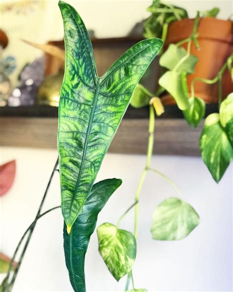 Alocasia zebrina reticulata for sale. Képtalálat a következőre: „alocasia zebrina reticulata ...