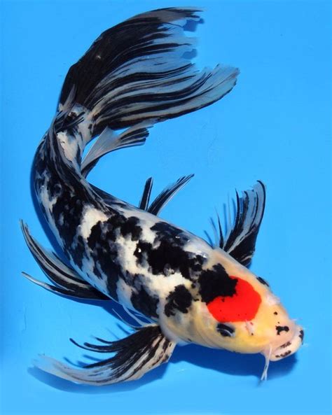 423 Best Koi Fish Images On Pinterest Fish Aquariums Fish Tanks And