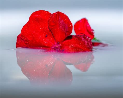 Flower Floating On Water With Reflection Stock Image Image Of Flower
