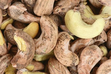 The Process Of Peeling Raw Cashew Nuts Taizy Machinery