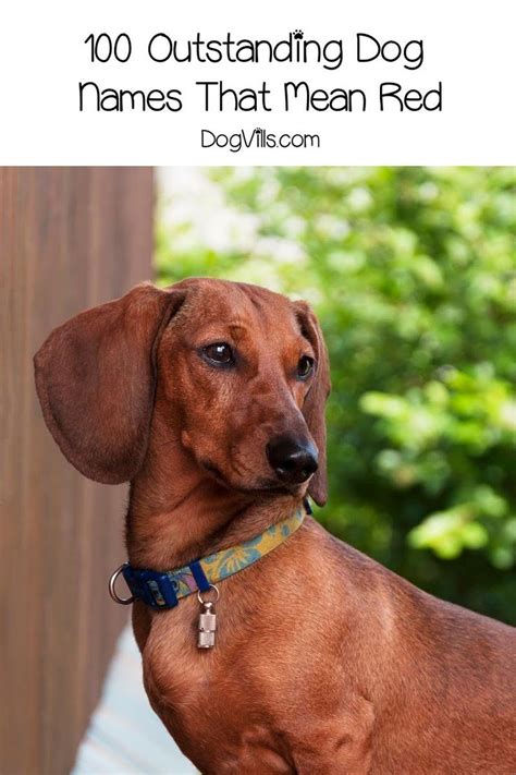 100 Outstanding Dog Names That Mean Red Dogvills Dog Names Fox Red