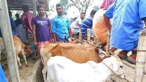 আজ শনিবার ১২ আগস্ট নরসিংদির খামারী কেমন দামে সবচেয়ে ছোট ছোট ষাঁড় ও