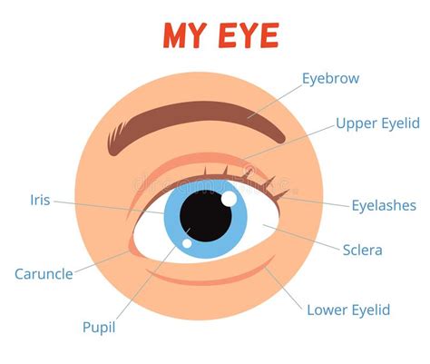 Poster For Children Learning The Structure Of The Human Eye Eye With