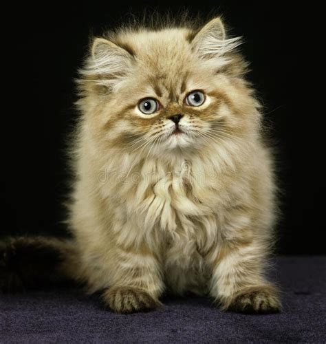 The medium to large sized cat has a short and cobby body. Colourpoint Seal Point Persian Domestic Cat, Mother And ...