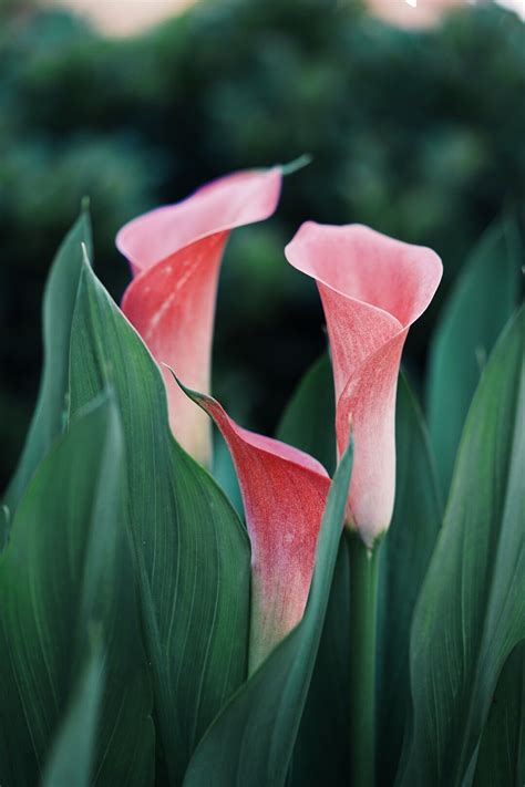 Calla Lily Flowers Photography Beautiful Calla Lily Flowers