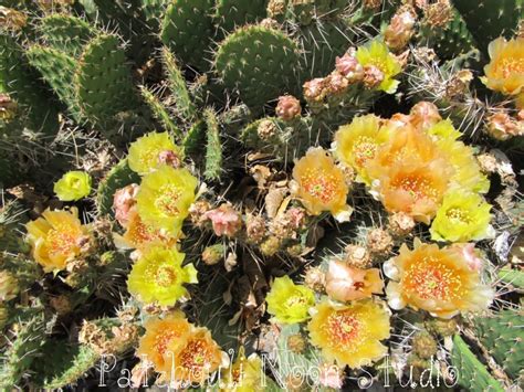 The prickly pear cactus was designated the official plant symbol of texas in 1995; Patchouli Moon Studio: Prickly Pear Cactus Flowers