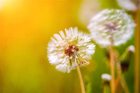 Fluffy Dandelions In Summer Stock Photo Image Of Flowers Plant