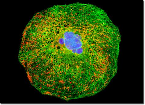 We did not find results for: Molecular Expressions Microscopy Primer: Specialized ...