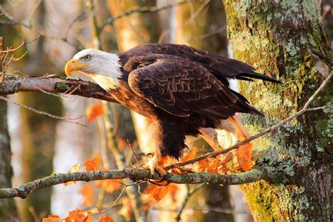 Bald Eagle Bird Predator Tree Branches Autumn Wallpapers Hd