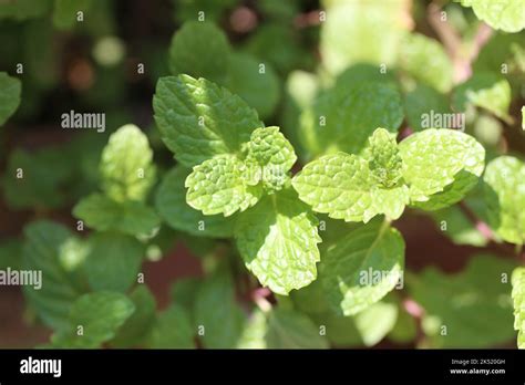 Peppermint Tree Hi Res Stock Photography And Images Alamy