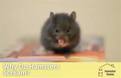 Why Do Hamsters Scream Is It Out Of Fear Or Something Else