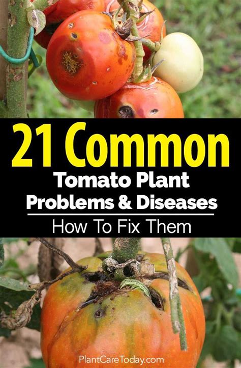 How To Fix Common Tomato Plant Problems And Diseases Tomatoes Plants