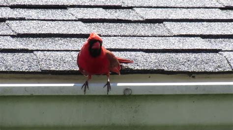 Male Northern Cardinal Singing Youtube