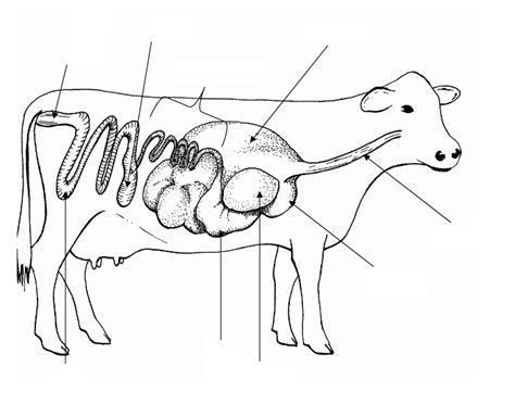 Digestive System Of A Cow Diagram Quizlet