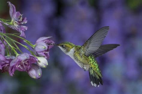 Hummingbird Wallpaper Background 70 Images