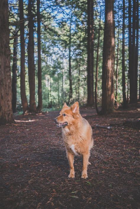 40 Best Dog Friendly Hikes In Bay Area A Local Dog Moms Guide