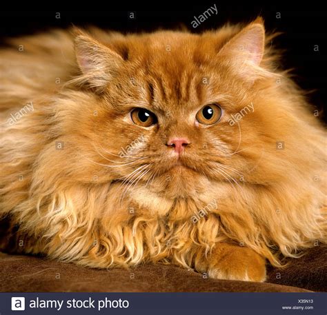 Red Persian Cat Stock Photos And Red Persian Cat Stock Images Alamy