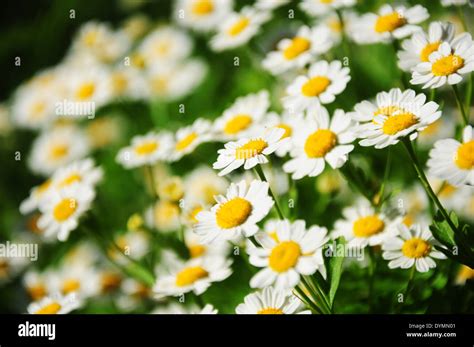 Daisy Screensaver Hi Res Stock Photography And Images Alamy