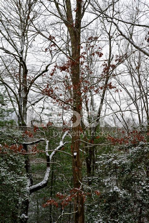Winter Tree Stock Photos