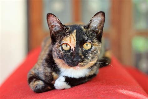 You may also rate the cat names that you like dislike most. Calico Cat Names - Purrfect Cat Names