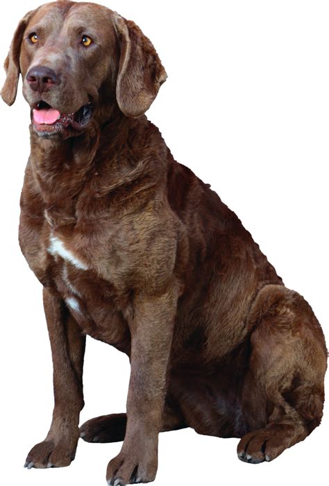 Labrador Retriever PNG