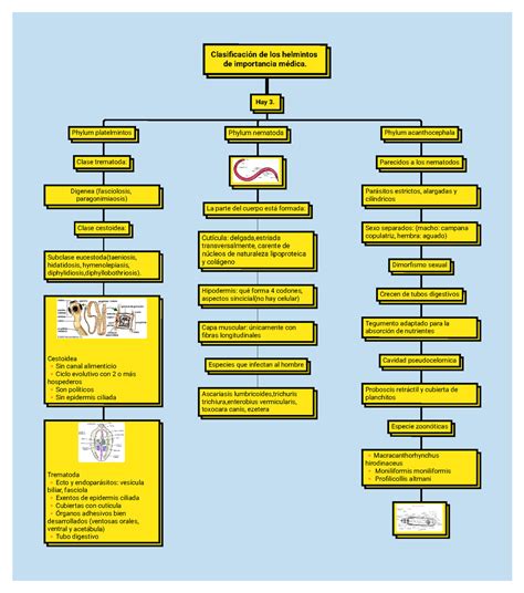 Mapa Conceptual Clasificación De Los Helmintos Clasificación De Los