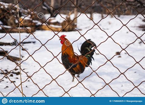 Poultry Chickens In Snow Aftermath Stock Image Image Of Grass Agriculture 176866829