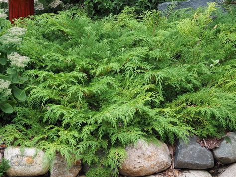 Microbiota Decussata Siberian Cypress Evergreen Landscape Front