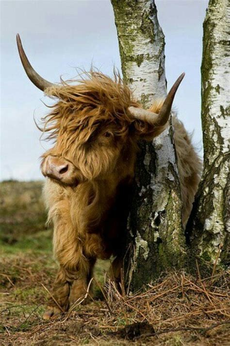 17 Best Images About Highland Cattle On Pinterest