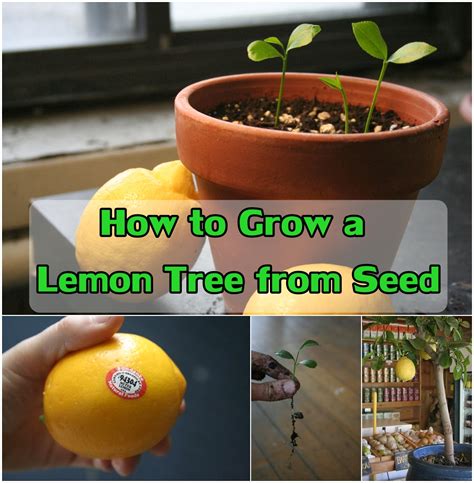 How To Grow Lemon Tree From Seed At Home