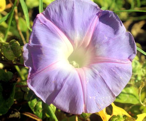 Why are roses red and violets blue? Free picture: morning glory flower, purple petals
