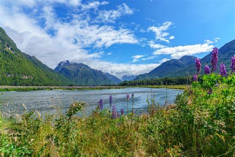 Meadow With Lupins On A River Between Mountains New Zealand 29 Stock