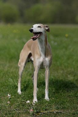 Air into the reason is. Dog Breed Guide: Whippet