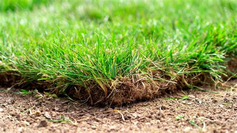 Common Turfgrass Diseases And How To Manage Them