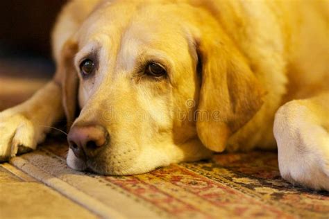 Sad Dog Stock Image Image Of Sadness Home Ground Animal 32915665