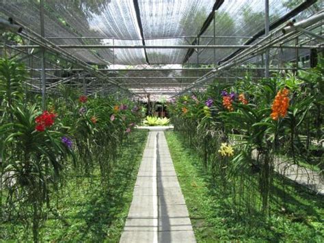 Orchid farm - Picture of Bai Orchid and Butterfly Farm, Chiang Mai