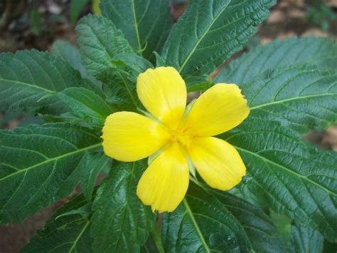 I'll try to narrow it down just a bit… the flowers in a a typical. gardentropics: Today's Flowers