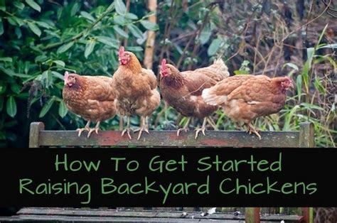 How To Get Started Raising Backyard Chickens Raising Backyard