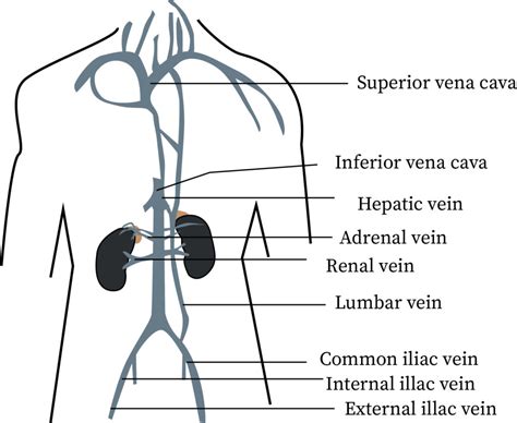 Thoracic And Abdominal Veins Bartleby