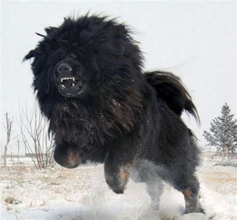 Tibetan mastiffs are massive dogs that closely resemble lions because of their gorgeous mane. Tibetan Mastiff - All Big Dog Breeds