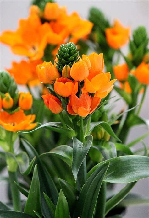 The plants listed below are plants that would grow in usda hardiness zone 5. Sun Star Indoor Flowers Plant Care - Rocket Farms | Fall ...