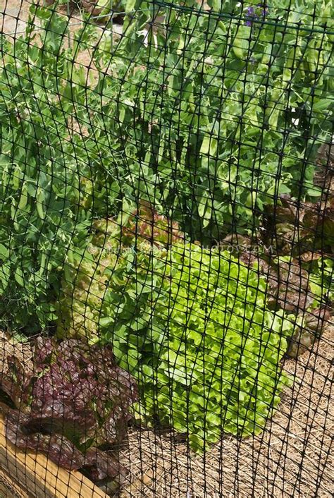 Aug 23, 2018 · you can safely space most lightweight deer netting with about 20 feet between posts, while metal fences and those comprised of heavier materials should have supports placed about 15 feet apart. Deer fencing with netting fence for vegetable garden to ...