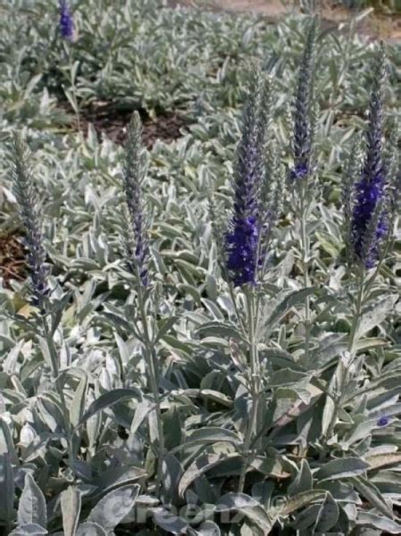 Pseudolysimachion spicatum) is a species of flowering plant in the family plantaginaceae. Veronica spicata incana / Silbergrauer Ehrenpreis günstig ...