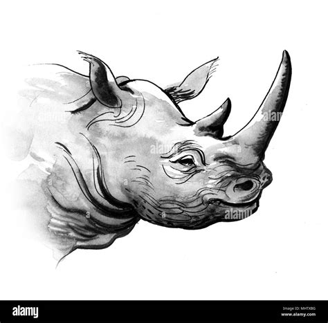 Wild Rhino Head Ink Black And White Illustration Stock Photo Alamy