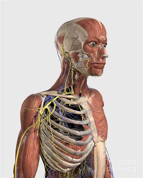 Human Upper Body Showing Muscle Parts Digital Art By Stocktrek Images