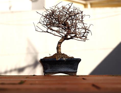 Bonsai De Olivo【2024】 Tips Consejos Y Más