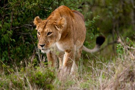Hunting Lioness Panthera Leo Stock Photo Image Of Predator