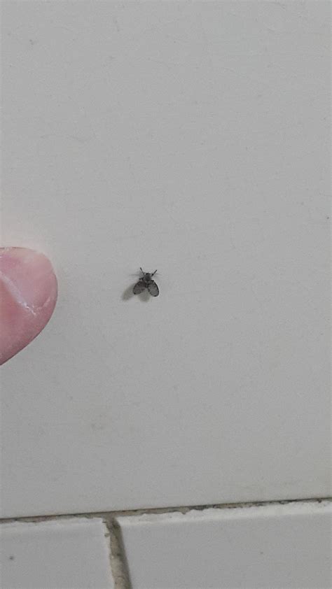 Small Black Fly Seems To Like Humidity And Bathroom Tiles What Insect